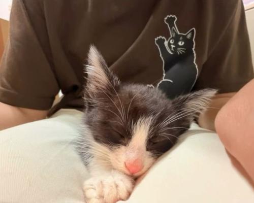 人のひざの上で寝る子猫