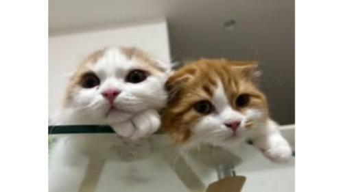 室内にいる猫