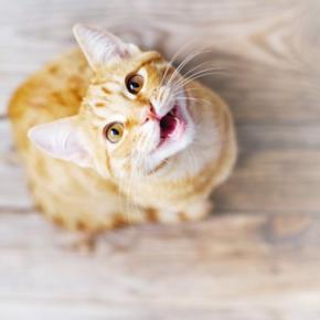 猫があなたを『見つめて鳴いている』ときの理由3選 伝えている気持ちの見分け方や接し方のポイント