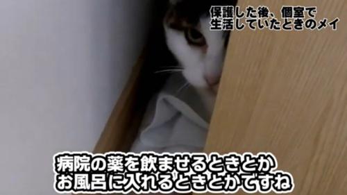 隠れるメイちゃん