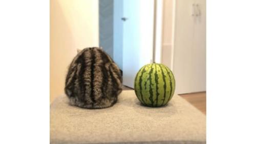 猫とスイカ