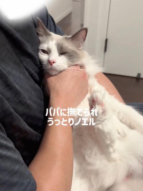 抱っこされる猫