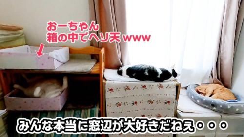 みんなでお昼寝
