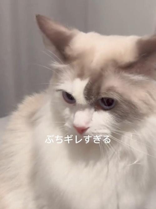 イカ耳の猫
