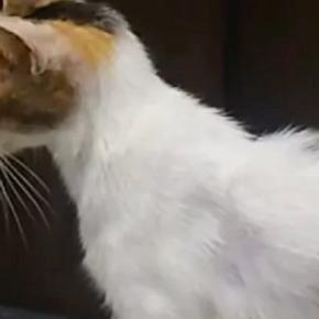 2年前に出会った『ガリガリの野良猫』→保護された現在…涙あふれる『ビフォーアフター』に1万いいね「とても幸せそう」「良かったねぇ」