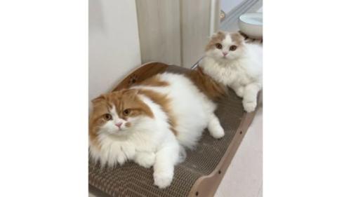 室内にいる猫