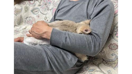 抱かれている猫