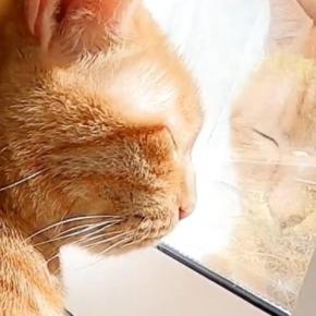 窓辺が大好きな猫たちのために『お昼寝台』をDIYした結果…素敵な