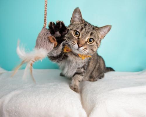 じゃらしで遊ぶ猫
