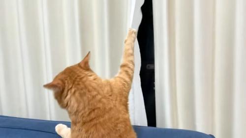 カーテン