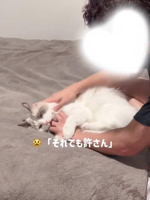 人の手を噛んで蹴る猫