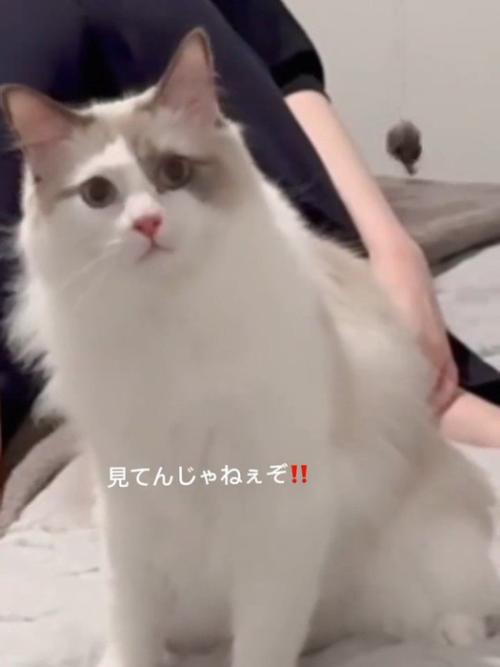 お座りして怒った顔の猫