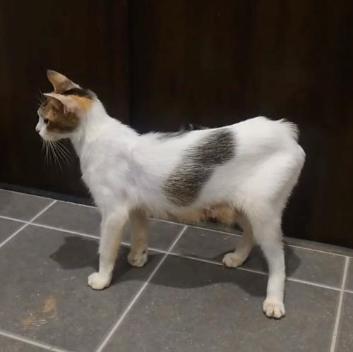 2年前の猫