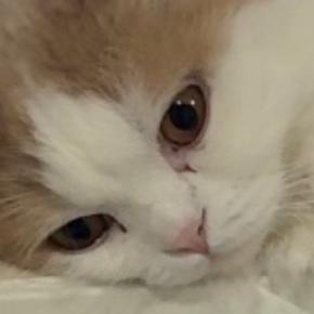 キッチンシンクの上に並んだ双子猫→完全に『同じポーズ』で…まさかの光景に「何考えてるのか気になるｗ」「めちゃくちゃ可愛い」と話題