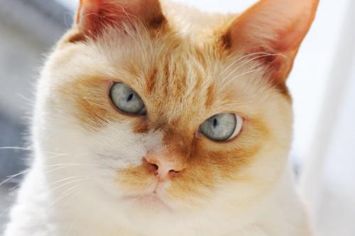 不満げな表情の猫