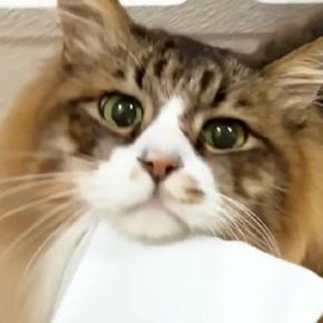 紙袋を引きずって歩く『ドジっ子な猫』→過去には、トンネルにハマって…思わず笑ってしまう光景に反響「電車の中だけどニヤけたw」「凄いw」