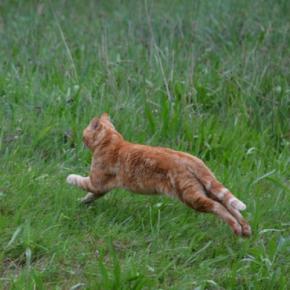 猫が『追われると逃げようとする』3つの理由　怖がらせない接し方と安全に捕まえるコツ