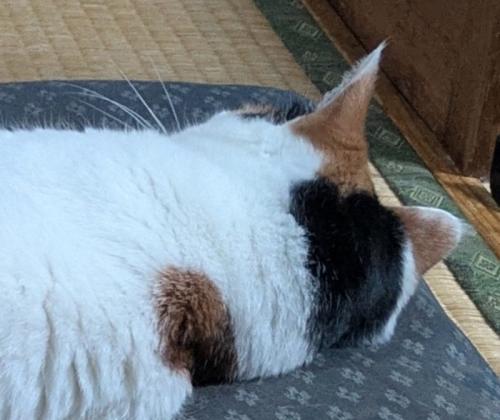 耳が反応