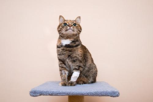 キャットタワーの上の包帯を巻いた猫