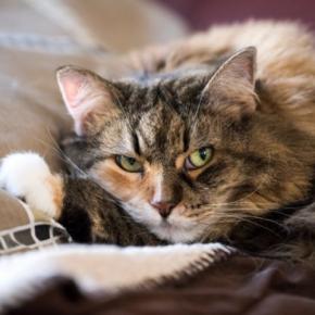 猫がストレスを抱えると起こりうる『心の病気』4選 見逃せない症状から予防策まで解説