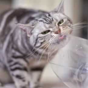 猫の命を脅かす『口にさせてはいけない危険物』5選 身近に潜むリスクや誤飲を防ぐための対策方法