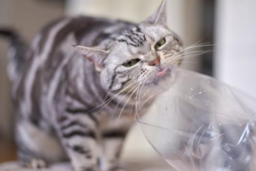 ビニール袋を舐める猫
