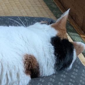 『←ワイが話しかけた時 ママが話しかけた時→』猫のあからさまな『態度の違い』に笑ってしまうと2万いいね「あるあるw」「爆笑した」