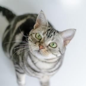 猫が声を出さずに鳴く『サイレントニャー』をする理由3つ 込められている意味や応えるときのポイントまで