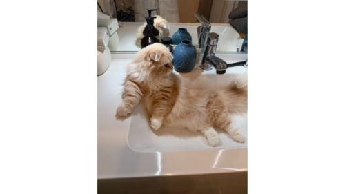 洗面台の猫