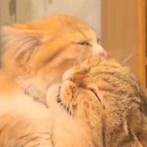 お姉ちゃん猫を毛づくろいする妹猫→微笑ましく眺めていたら…『まさかの展開』に爆笑の声「なんでってww」「途中から雲行きが怪しいw」