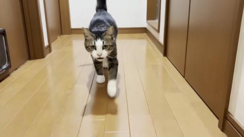 駆け寄ってくる姿