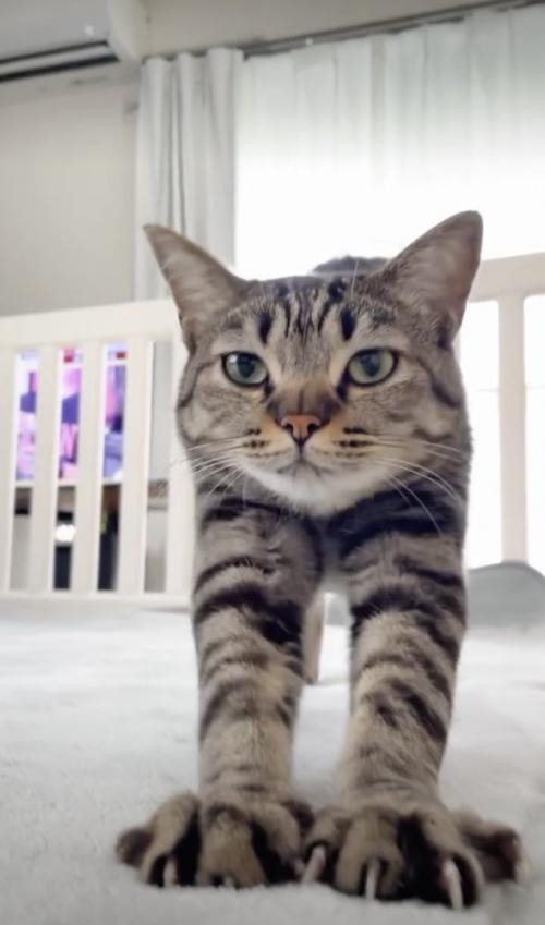 起き上がる猫