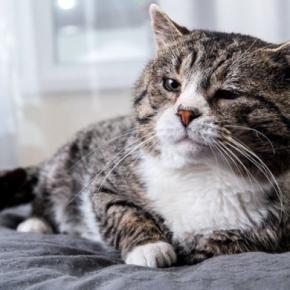 猫が『寝たきりになった』場合にすべきこと4つ 必要となるお世話や備えておきたい心得