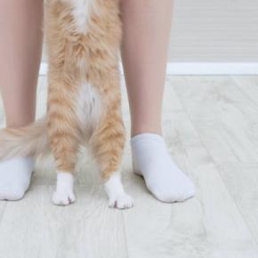 『靴下猫』と呼ばれる猫たちの特徴4選 どうして足先だけ白いの?模様の仕組みを解説