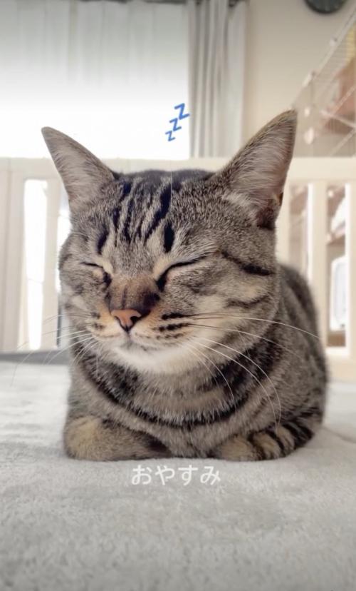 眠る猫