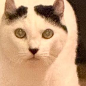 実家に帰ったら、猫が『まさかのポーズ』でじっと見つめてきて…笑ってしまう『お出迎えの光景』に3万いいね「セクシーw」「令和版やんのか」
