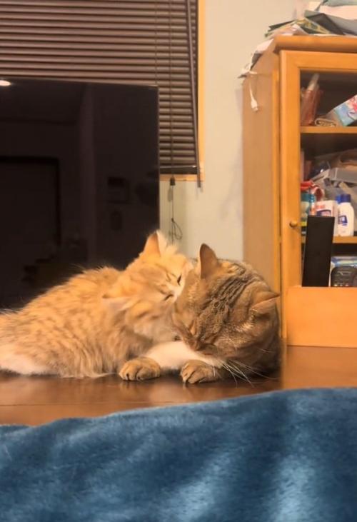 じゃれ合う猫