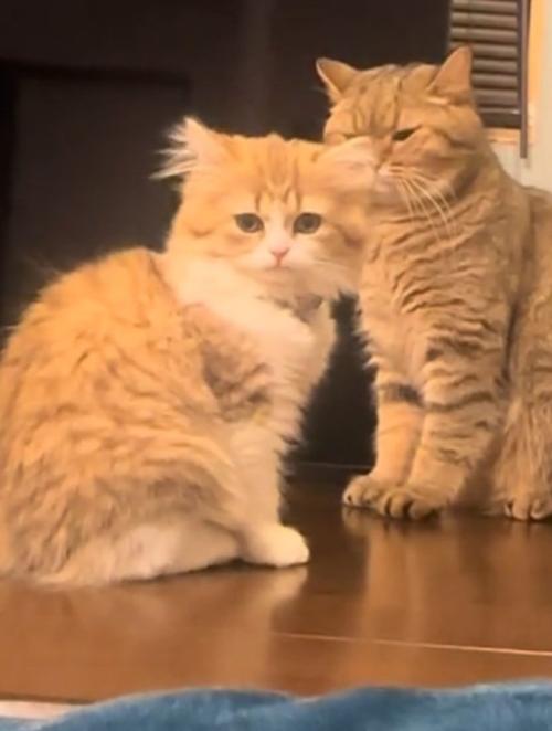 しょんぼりする猫