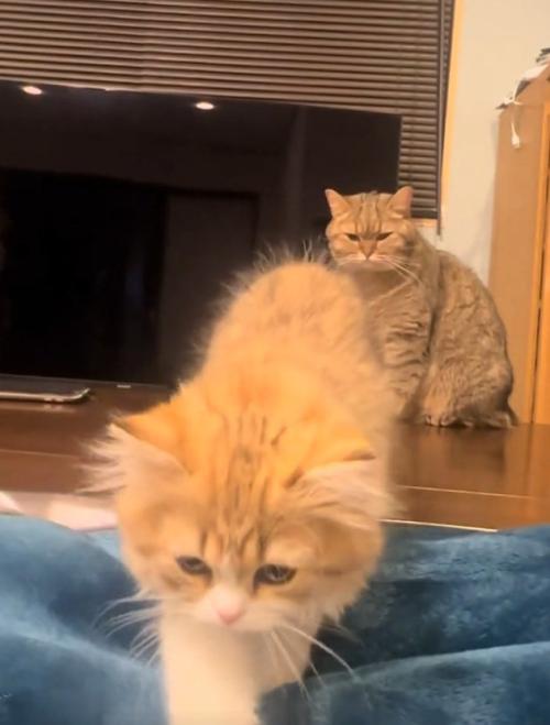 歩いて来る猫