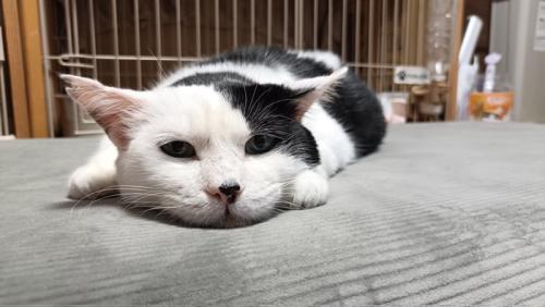 寝そべる猫
