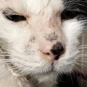 ボロボロだった野良猫を保護して1年…同じ猫とは思えない『現在の光景』に感動の声「幸せにしてくれてありがとう」「元気になってよかった」