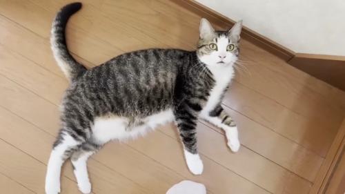 ゴロンで見上げる姿