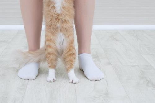白い靴下を履いた女性と靴下猫