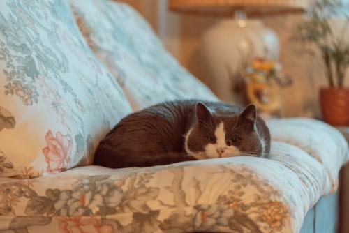 ソファの上で退屈そうな猫