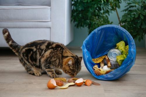 ゴミ箱を倒す猫