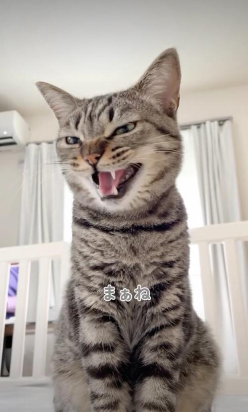 まあねと返事をする猫
