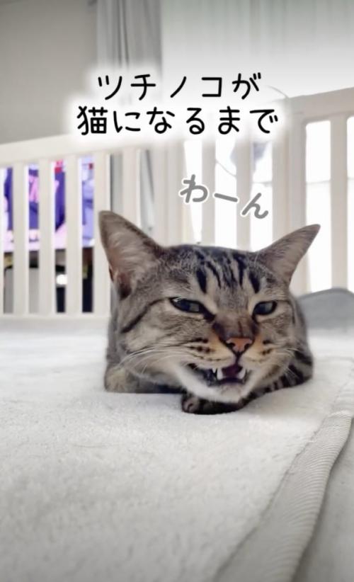 返事をする猫