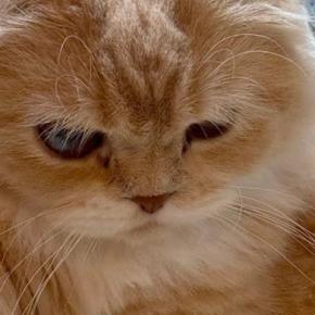 『朝は別のところでくつろいでほしい…』洗面台を見ると、猫が…思わず笑ってしまう光景に反響「構ってほしいのかなw」「仕事いけなくなるw」