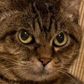 猫に薬を飲ませた結果→『枕の上』を占拠されて…可愛すぎる『まさかの光景』に2万いいね「ポヨポヨ腹がセクシー」「顔がかわいいw」
