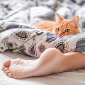 猫が『眠っている場所』から信頼度が読み取れる？　5つのケース別の意味や心理を解説